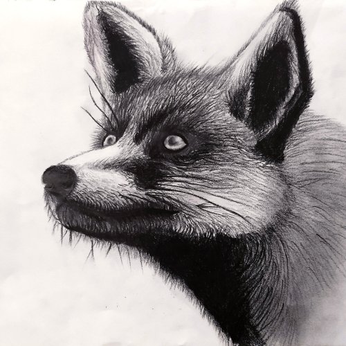 Fuchs / Kohlezeichnung/ Din A3