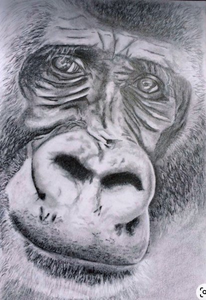 Affe/ Bleistiftzeichnung
21x29,7 cm