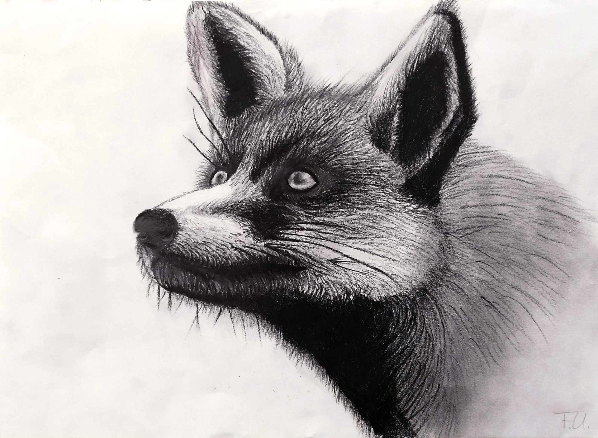 Fuchs/ Kohlezeichnung
42x29,7 cm