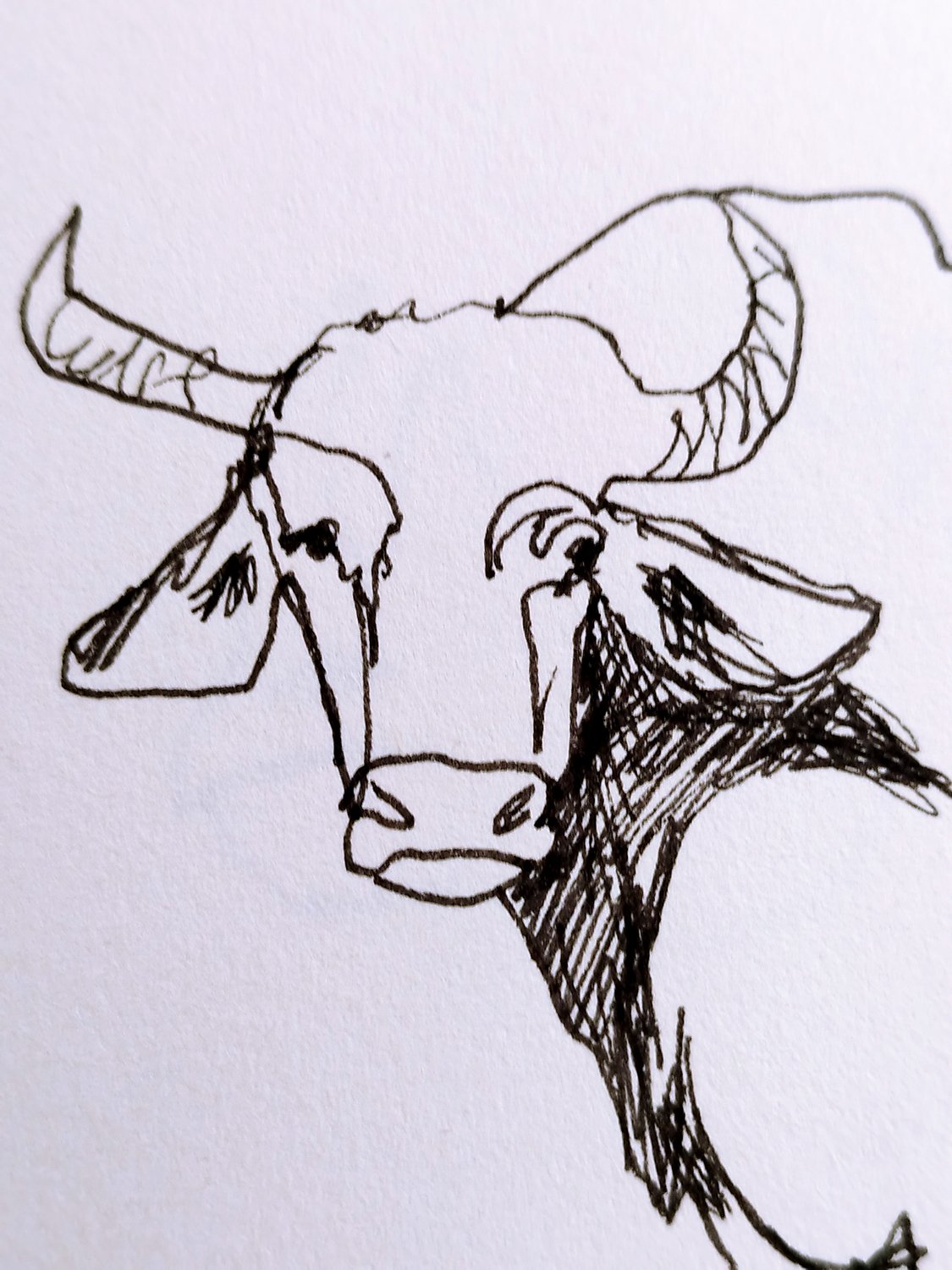 Skizze Büffel/ Fineliner