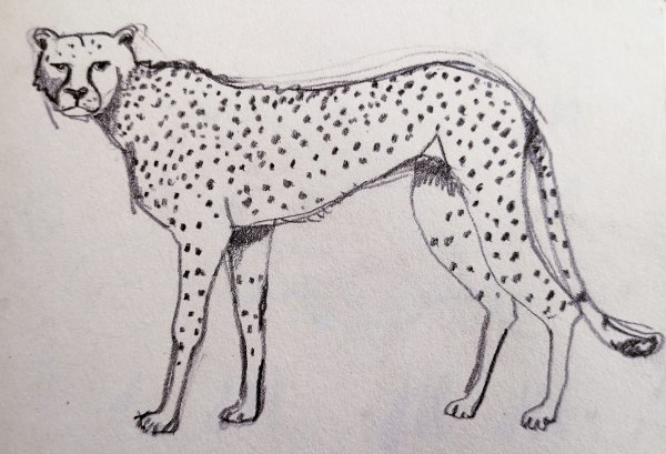 Gepard/Skizze/ Beistift