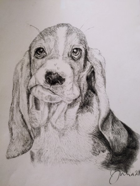 Kohlezeichnung „Beagle“
29,7x42 cm