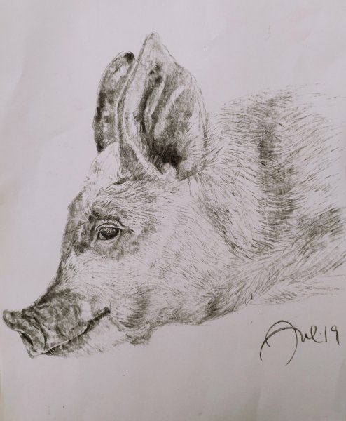 Kohlezeichnung „Ferkel“
29,7x42 cm